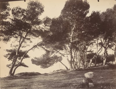 Cannes, Ile Saint Honorat, ca. 1899-1927 (foto) door Eugène Atget
