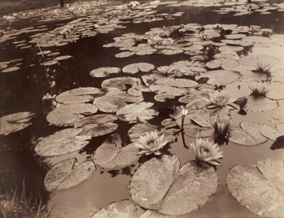 Waterlelies (Bagatelle) door Eugène Atget