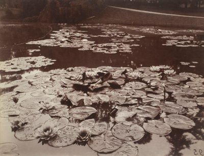Waterlelies door Eugène Atget