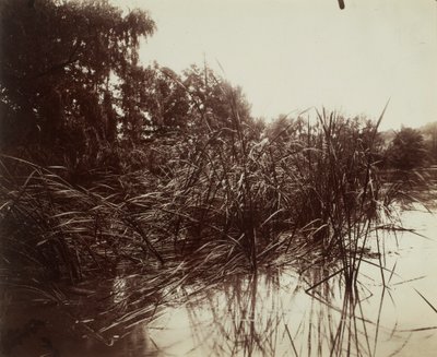 Riet, Plessis-Piquet-vijver door Eugène Atget