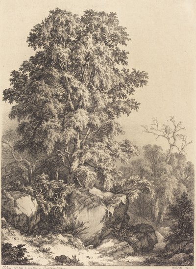 Beukenbos door Eugene Bléry
