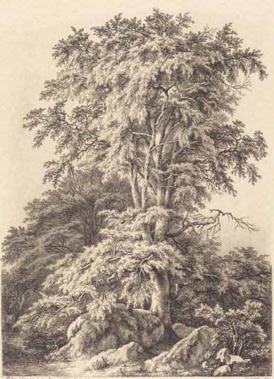 Beukenbos door Eugene Bléry