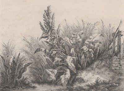 Grote waterzuringplant, 1840 door Eugene Bléry