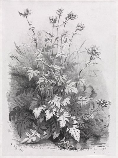Groepen van verschillende planten getekend naar de natuur: Nr. 7 door Eugene Bléry