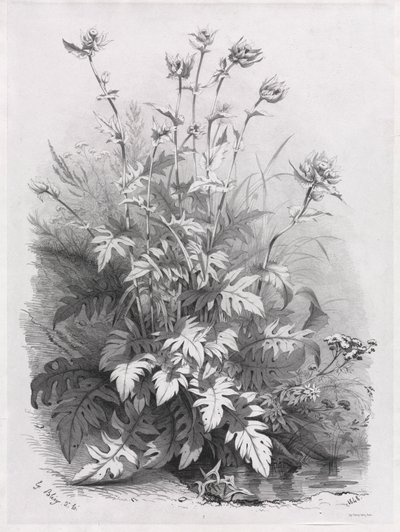 Groepen van verschillende planten getekend naar de natuur: nr. 7 door Eugene Bléry