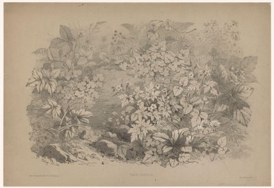 Klaverzuring en geraniums door Eugene Bléry