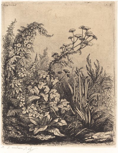 De kleine berle met haagwinde, gepubliceerd 1849 door Eugene Bléry