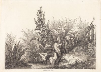 Geduld van water, studie van een patience-dock door Eugene Bléry