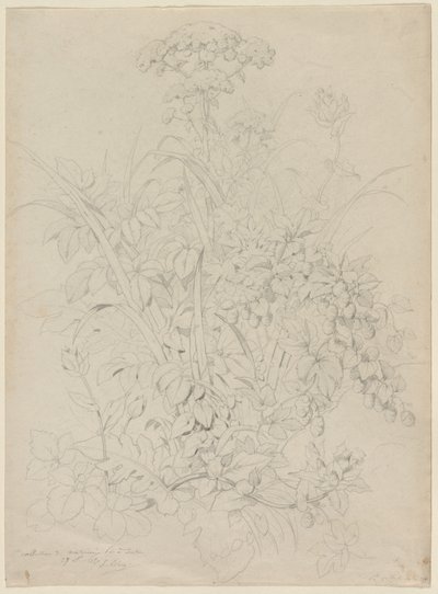 Plantstudie door Eugene Bléry