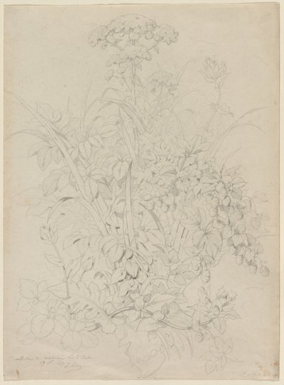Plantenstudie door Eugene Bléry
