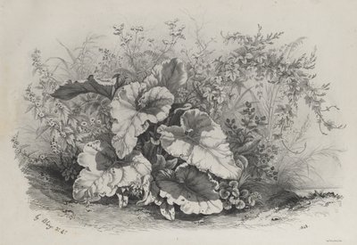 Plantstudie uit Groep van Diverse Planten Getekend en Gelithografeerd naar de Natuur (Groupes de Plantes variées dessinées sur Nature et lithographiées...) door Eugene Bléry