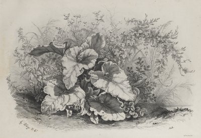 Plantstudie uit Groep van Diverse Planten Getekend en Lithografisch naar de Natuur door Eugene Bléry
