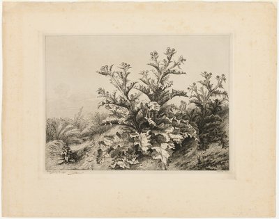 De grote distel, plaat drie uit Les quatres grandes plantes door Eugene Bléry