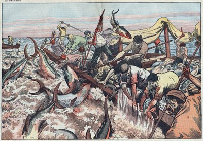 Tonijnvissen in Tunesië - Tonijn wordt gevangen in het laatste net dat bekend staat als "corpo" en wordt met tanden gevangen en in de vissersboot geslagen. Illustratie van Damblans. In "Le Pèlerin" van 30 augustus door Eugene Damblans