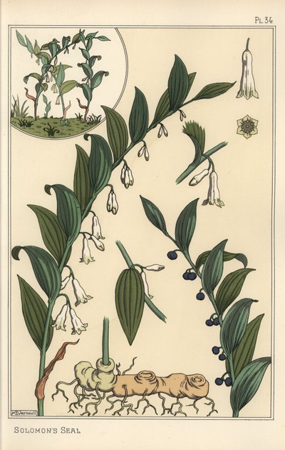 Botanische illustratie van Salomonszegel, Polygonatum multiflorum door Eugene Grasset