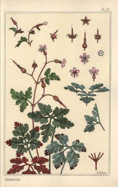Botanische illustratie van een geraniumbloem, bloemblaadjes, bladeren door Eugene Grasset