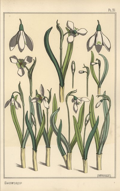 Botanische illustratie van een sneeuwklokje, Galanthus nivalis door Eugene Grasset