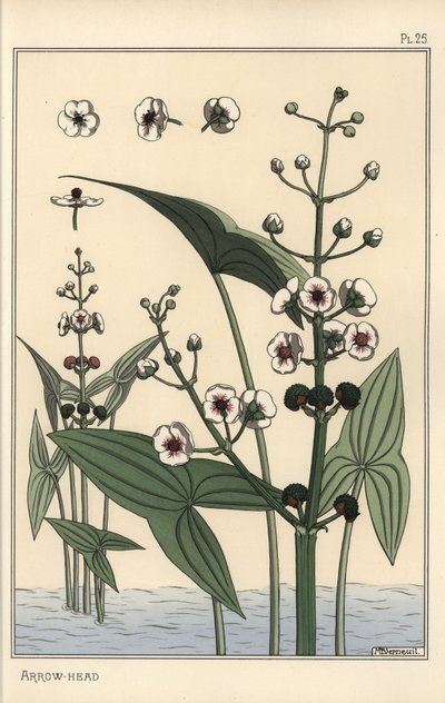 Botanische illustratie van de pijlkruid, Sagittaria sagittifolia door Eugene Grasset
