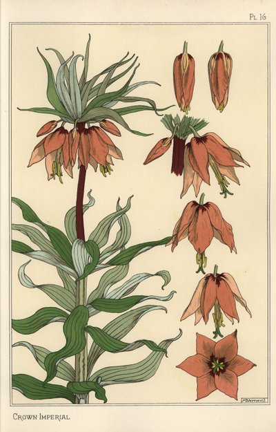 Botanische illustratie van de keizerskroon, Fritillaria imperialis door Eugene Grasset