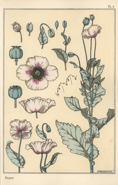Botanische illustratie van de papaver, met bloemonderdelen, opiumpeul door Eugene Grasset