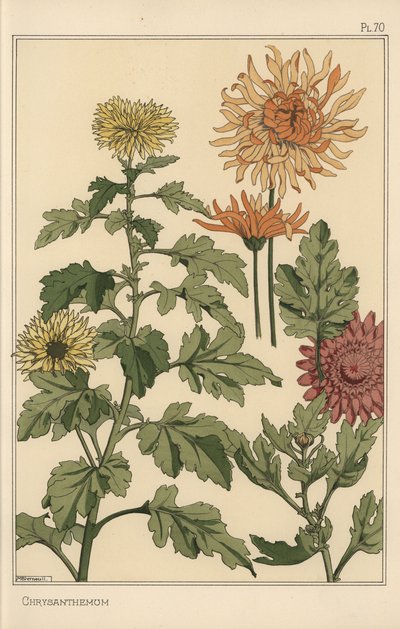 Chrysant botanische studie door Eugene Grasset