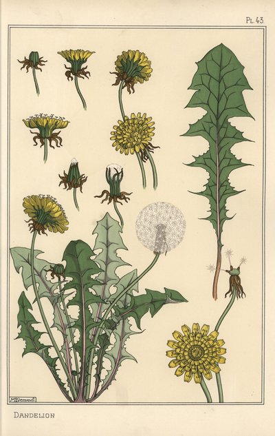 Paardenbloem botanische studie door Eugene Grasset