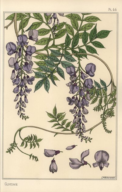 Glycine botanische studie door Eugene Grasset