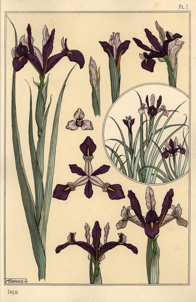 Irisplant en bloemonderdelen, met inzet door Eugene Grasset