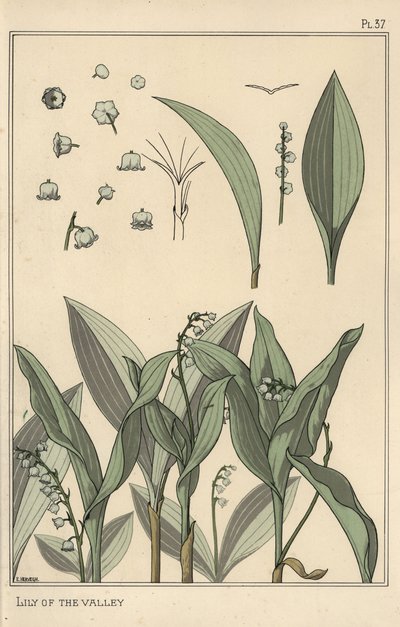 Lelietje-van-dalen, botanische studie door Eugene Grasset