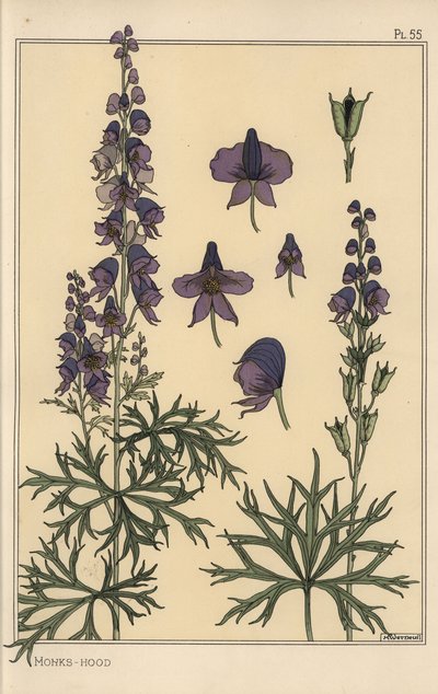 Botanische studie van monnikskap door Eugene Grasset