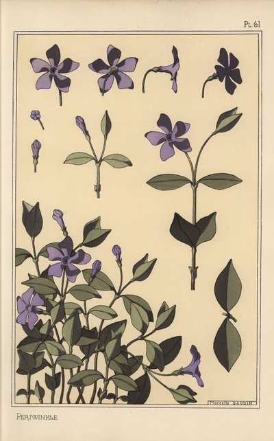 Maagdenpalm botanische studie door Eugene Grasset
