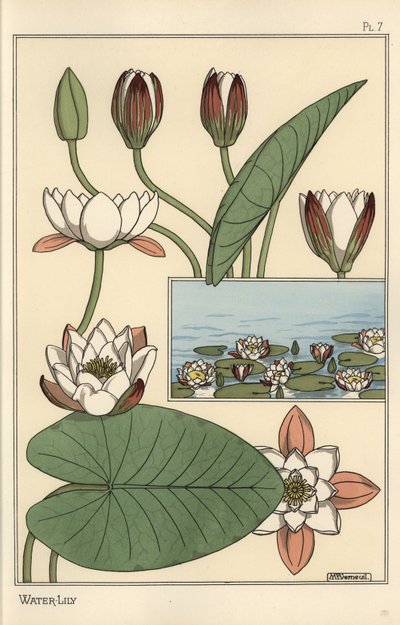 De waterlelie, Nelumbo lutea, en bloemonderdelen door Eugene Grasset