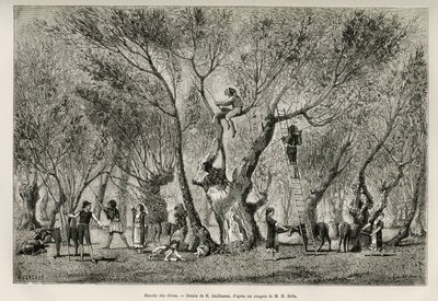 De olijvenoogst in de regio Amphissa, tekening door E. Guillaume, ter illustratie van het verhaal van Henri Belle: Reis in Griekenland. door Eugene Guillaume