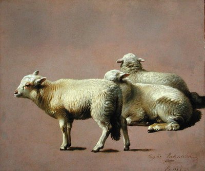 Studie van Schapen door Eugene Joseph Verboeckhoven