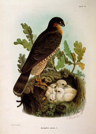 Illustratie uit Eugenio Bettoni