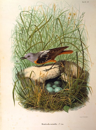 Illustratie uit Eugenio Bettoni