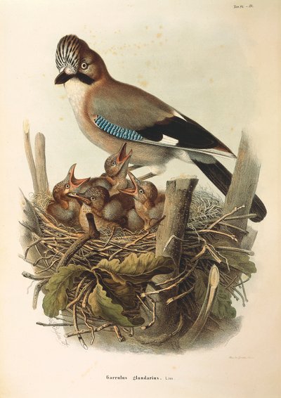 Illustratie uit Eugenio Bettoni