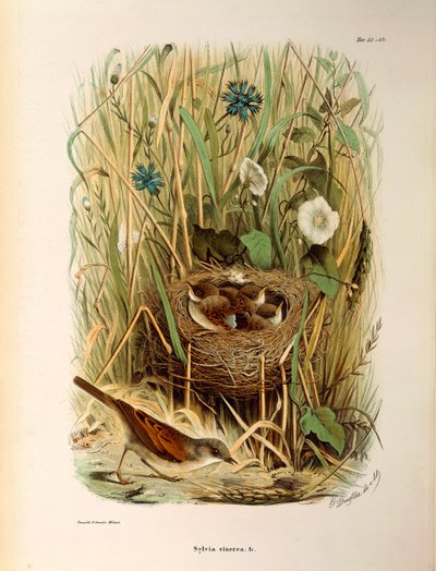 Illustratie uit Eugenio Bettoni