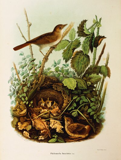 Illustratie uit Eugenio Bettoni
