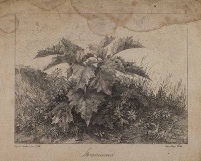 Stramonium door Eugenio Landesio