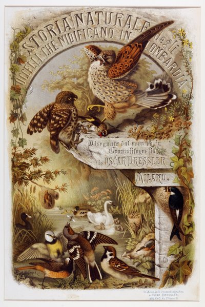 Frontispice uit Natuurlijke geschiedenis van vogels die nestelen in Lombardije (Chromolithografie) door Eugenio and Dressler Oscar  Bettoni