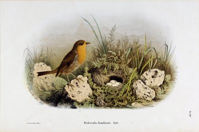 Afbeelding van roodborstje (Rubecula familiaris) (Chromolithografie) door Eugenio and Dressler Oscar  Bettoni