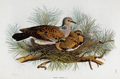 Afbeelding van de duif (tortelduif) (Chromolithografie) door Eugenio and Dressler Oscar  Bettoni
