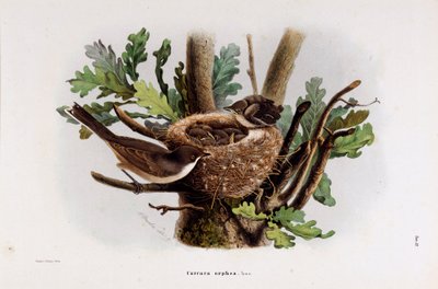 Afbeelding van de Falvette Curruca Orphea (Chromolithografie) door Eugenio and Dressler Oscar  Bettoni