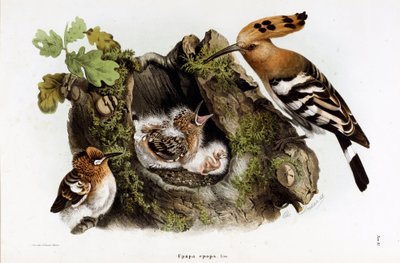 Afbeelding van de Huppe fasciee (Upupa epops) (Hop) (Chromolithografie) door Eugenio and Dressler Oscar  Bettoni