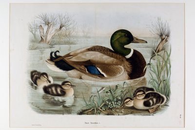 Afbeelding van de Wilde Eend (Anas platyrhynchos) (Chromolithografie) door Eugenio and Dressler Oscar  Bettoni
