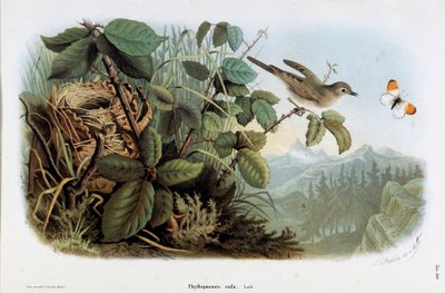 Voorstelling van de snelle kip (Phyllopneuste rufa) (Tjiftjaf) (Chromolithografie) door Eugenio and Dressler Oscar  Bettoni
