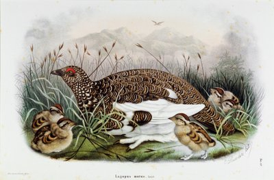 Afbeelding van de patrijs (Patrijs of Lagopus mutus) (Chromolithografie) door Eugenio and Dressler Oscar  Bettoni