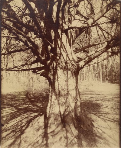 Boom (Garche) Beuk door Eugène Atget