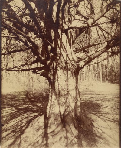 Beuk door Eugène Atget